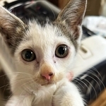 クリクリの目がかわいいほほえみちゃん