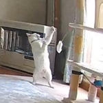 留守番カメラに映るアクティブな白猫さんが話題に（しんばぷーさん提供）
