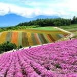 人生で一度もゴキブリを見たことがない人は「北海道在住者」が多い!?　 ※画像はイメージです（yuri-ab/stock.adobe.com）
