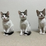 里親さんの元へ”旅立つ”前に記念撮影した子猫3匹の写真がXで話題に（保護主さん提供）