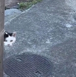 ひょっこり近所の野良猫ちゃん（提供：片目猫よもぎ𓃠全聾猫トトさん）