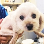 飼い主の高齢者の施設入所後、その家でひとりで過ごしていたミトンちゃん