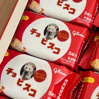 ビスコと思いきや、パッケージには「チョ ビスコ」の文字とかわいい白柴ちゃんの写真。一体、これは……？！（画像提供：チョビさん）