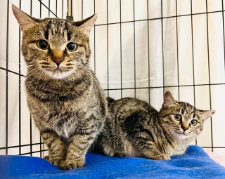 京都でご飯をねだっていた親子猫が保護されました