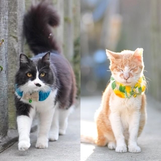 ミーちゃん（左）とチョビ（右）