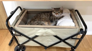 まぶしいニャ…　画像提供：ポムさんとしまちゃんさん 