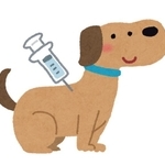 犬のフィラリア予防薬や狂犬病ワクチンはなぜ必要？