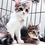 キジ猫のきょうだい、しんのすけとひまわり