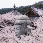 桜の湯船に浸かって、ご満悦の大仏様 ※yuyaさん提供