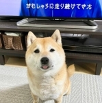 あんまんの香りに興味津々…！（画像提供：T.Katsumiさん）