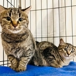 京都でご飯をねだっていた親子猫が保護されました