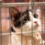 総合家電メーカー・パナソニックでは定期的に「保護犬猫譲渡会」を開催しています