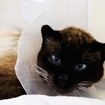 九死に一生を得たシャム猫・殿くん