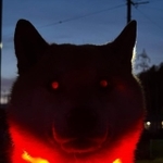 光る帰らない犬（提供：柴犬ふう太さん）
