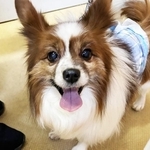 13年間一緒に暮らした元飼い主の男性が倒れ、行き場を失うことになったパピヨンのぴー太