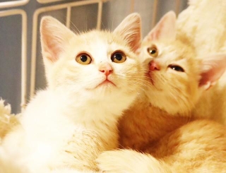 元野良出身の美人の子猫姉妹、シュトーレン（左）とクグロフ（右）