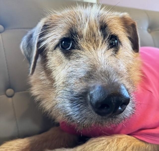 2023年の暮れに茨城県動物指導センターに収容されたメスのミックス犬・イェール