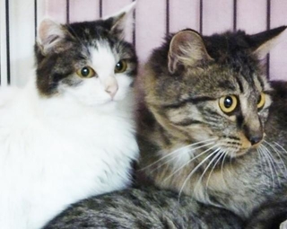 繁殖業者が棄てたとおぼしき保護猫たち