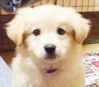 子犬時代のフォール。紆余曲折あって、初の譲渡先へのトライアルが遅れてしまったワンコでした