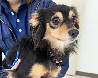 茨城県動物愛護センターに収容されたダックス系ミックスのシャルル
