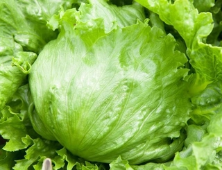 シャキシャキ食感が魅力のレタス※画像はイメージです（Paylessimages/stock.adobe.com）