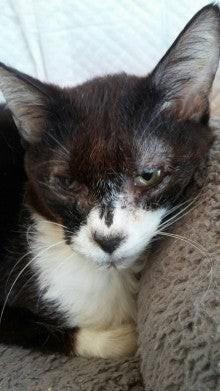 目も見えるように＝NPO法人ねこけん提供