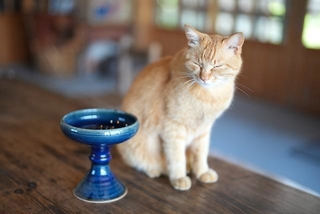 「キャットボウル」と、窯猫の空（クウ）ちゃん