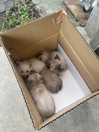 自宅の敷地内に置き去りになった段ボール箱。体を寄せ合う子猫4匹の姿が…（「コハちゃん」さん提供）