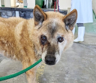 2024年3月、福岡県動物愛護センターに収容されたシニア犬・ジロさん