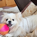 天真爛漫のヤンチャな保護犬・ゆめ