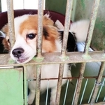 千葉県動物愛護センターの檻の中で、希望を失ったかの表情で過ごしていたさくや