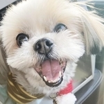 13年間一緒に過ごし突然離ればなれになったシーズーミックスのとわこ