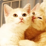 元野良出身の美人の子猫姉妹、シュトーレン（左）とクグロフ（右）