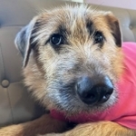 2023年の暮れに茨城県動物指導センターに収容されたメスのミックス犬・イェール