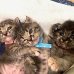 用水路から保護された子猫3匹（「アニマルサポート高知家」さん提供）