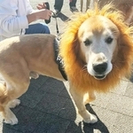 えっと……あなたはライオンですか？　それとも犬ですか？