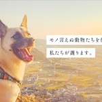 『NPO法人 どうぶつ弁護団』はモノ言えぬ動物たちの代弁者として設立（画像提供＝どうぶつ弁護団）