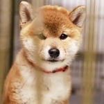 今年、人間が意図的に捨てたとおぼしき溝の中にいた柴犬の子犬が保護されました