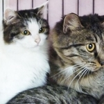 繁殖業者が棄てたとおぼしき保護猫たち