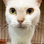 外で暮らし、苦労の末に虹の橋を渡った野良猫・ささ