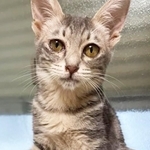 多頭飼育崩壊現場から保護されたあめちゃん。重篤な持病がありました