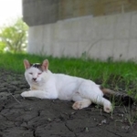 行方不明の白黒猫じんたくん（いなさん提供）