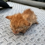 【ビフォー写真】池に落ちて鳴いていたところを助けられた子猫…成長した姿にびっくり！（kokoichibanさん提供）
