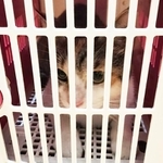 キャリーバッグの中にいた三毛猫