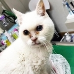 獣医師の依田さんに保護された外猫・雪美ちゃん