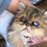 それほど歳でもないのに白濁した目＝NPO法人ねこけん提供