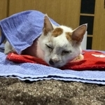ATさんと暮らした時間は幸せだったにゃ＝NPO法人ねこけん提供