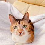 三毛猫あめちゃん