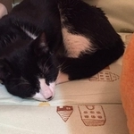 気持ちよくなってうとうとする鶴ちゃん＝NPO法人ねこけん提供