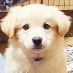 子犬時代のフォール。紆余曲折あって、初の譲渡先へのトライアルが遅れてしまったワンコでした